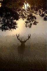 Stag standing in the mist in autumn GB