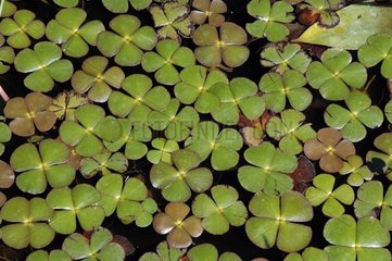 Floating aquatic plant colonizing the surface of water