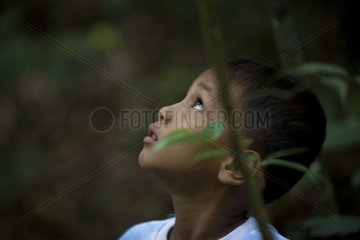 Boy seeking an orangutan in Sumatra trees