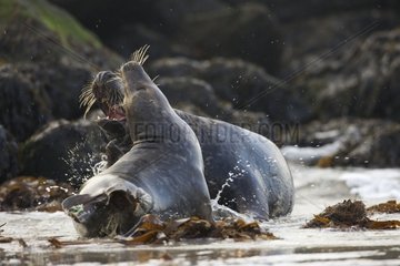 Adults of Gray seals fighting North Sea Germany