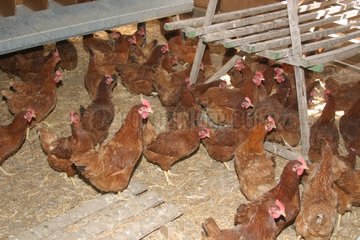 Intensive hen breeding Pajay Isere France