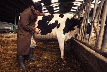 Auscultation d'une vache Prim'Holstein au stéthoscope