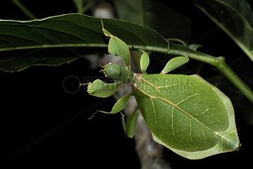 Leaf insect adult under a leaf New Caledonia