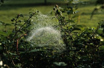 Toile d'araignée Lyniphya en forme de dôme France