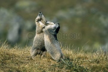 Junge Marmots von Alpen spielen Haute Ubaye Frankreich