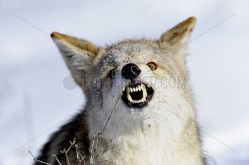 Kojote zeigt Rocky Mountains Montana USA