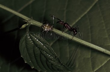 Ameise und Insektenlarve auf einem Blatt Panama