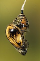 Chrysalis of the butterfly Tithorea Surinam