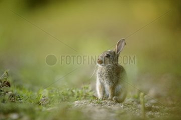 Europäischer Kaninchen sitzt in der Nähe seines Burrow Aube Frankreichs