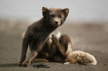 Arctic Fox sat on sand shore and having got a itch Iceland
