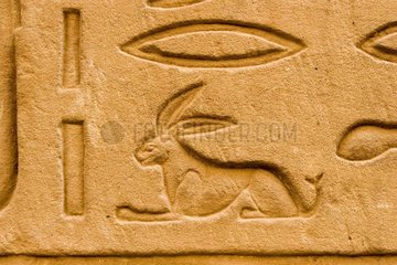 Hiéroglyphes bestiaries Egyptian of the temple of Edfou Egypt