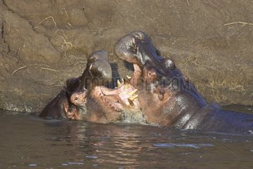 Young males Hippopotamuses fighting Masaï Mara Kenya