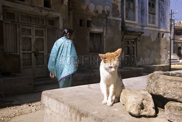 Cat sitting on a small wall near a stone India