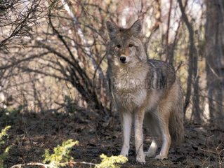Insulated coyote observing the USA
