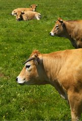 Cows in meadow Monts d'Ardèche Regional Nature Park France