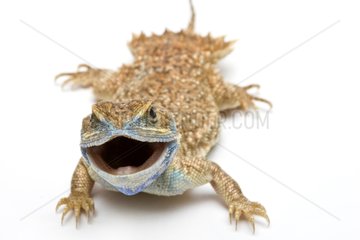 Dwarf Shield Tailed Agama from Ethiopia in studio