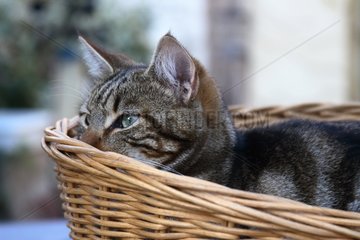 MÃ¤nnliche Katze in einen Korb  Frankreich