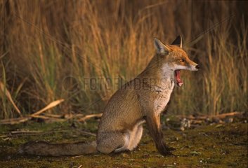 Portrait of a red Fox sitting and yawning in Normandy