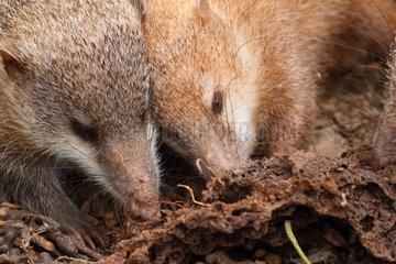Tailess Tenrec and young eating termites - Madagascar