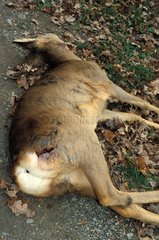 Jeune chevreuil abattu et abandonné au bord de la route