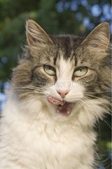 Katzenporträt leckt die Lippen