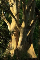 Trunk of a tree buttress Jimaweni Mayotte