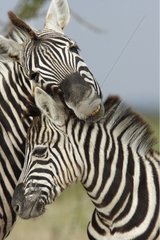 Plain Zebra and its foal Etosha National Park Namibie