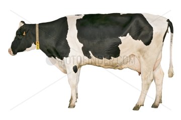 Prim' Holstein cow with a balanced fattening in studio