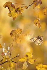 Speckled Wood in flight in autumn