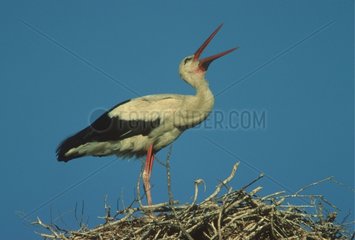 White Stork cackling in the nest Sardinia Italia