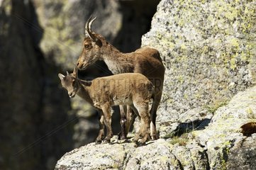 Spanish Ibex and young Sierra of Gredos Spain