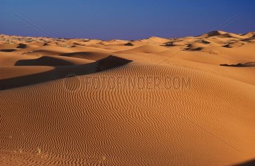 Sand desert United Arab Emirates