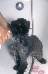 Pflege einer grauen persischen Katze in einem Badebericht