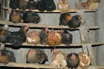Hühner  die den Hühnermaterial für die Nacht Frankreich wiedererlangt