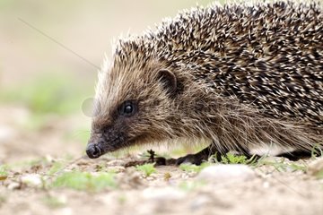 Western European Hedgehog walking - Midlands UK
