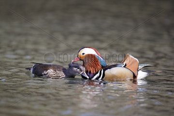 Pair of Mandarin Ducks on the water - Midlands UK