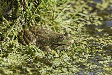 Marsh frog in water- Britain UK