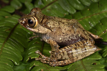 Bright-eyed Frog (Boophis entingae)  Andasibe  Perinet  Alaotra-Mangoro Region  Madagascar