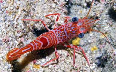Atlantic dancing shrimp (Cinetorhynchus rigens) on the bottom  Tenerife  Canary Islands.