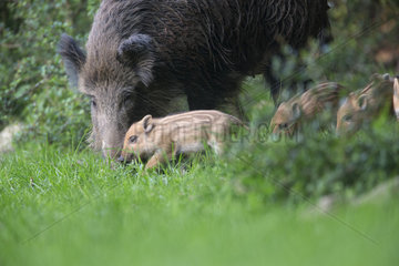 Wild boar (Sus scrofa) sow and piglets in grass  Ardennes  Belgium