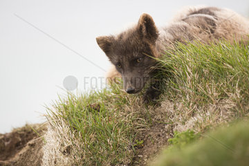 Arctic fox (Alopex lagopus) on grass  Iceland
