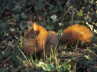 Red squirrel (Sciurus vulgaris) carrying her young around her neck  Ardennes  Belgium