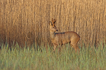 Roe deer (Capreolus capreolus) male in marsh  Normandy  France