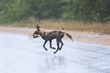 African Wild Dog (Lycaon pictus) running in the rain with prey in the mouth  South Africa  Kruger national park