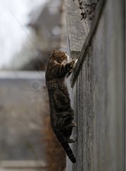 Cat jumping over a wall to Yport France