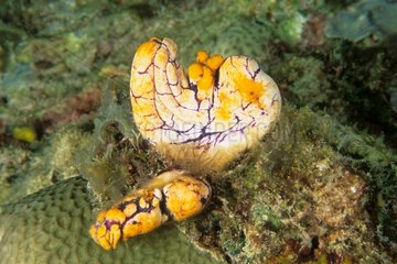 Gelbschwamm basierend auf einem Korallenriff Malaysia