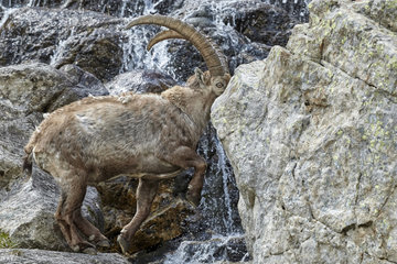 Alpine Ibex (Capra ibex) crossing a torrent   Mercantour  national park  Alps  France