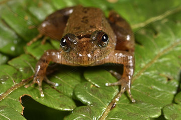 Two-pore Madagascar Frog (Mantidactylus biporus)  Andasibe  Perinet  Alaotra-Mangoro Region  Madagascar