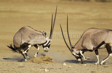 Gemsbok (Oryx gazella). Fighting females. Kalahari Desert  Kgalagadi Transfrontier Park  South Africa.
