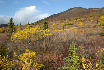 Autumn colors on Clearwater Mountains  Denali Highway: from Paxson to Cantwell  Alaska  USA